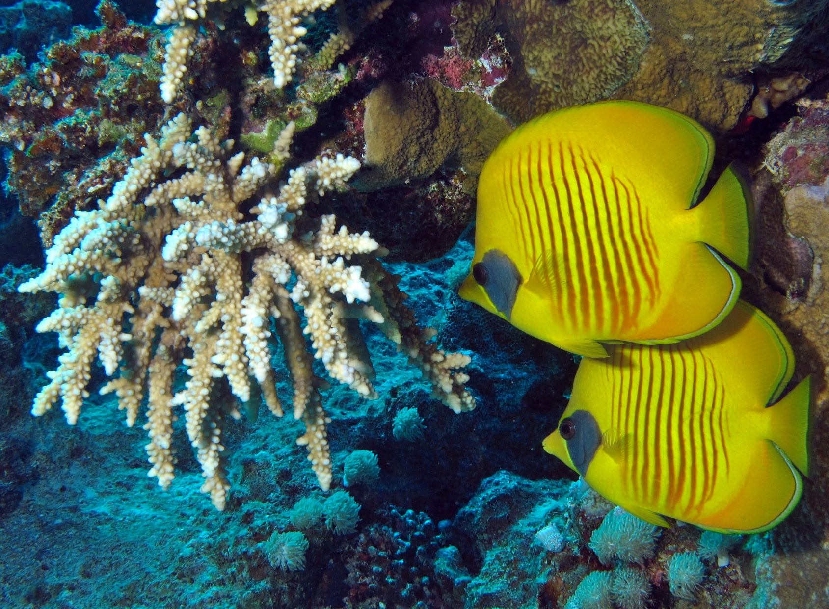 Kompas Novo mesto d.o.o., KNMtravel, Počitnice, Egipt, Sharm